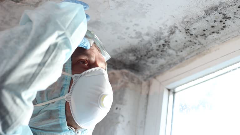  Terville, WA Mold Removal Pros